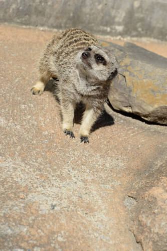 DSC_7373.JPG
