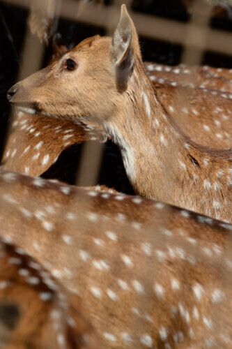 DSC_7406.JPG