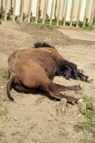 DSC_7627.JPG