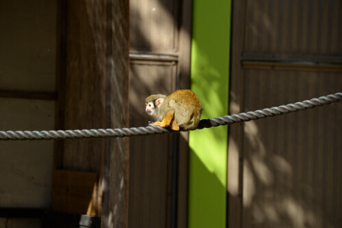 DSC_7699.JPG