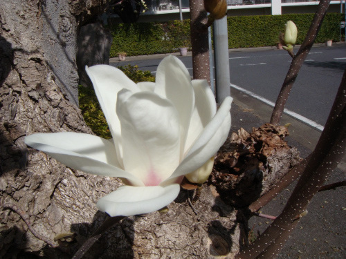 DSC00572.JPG