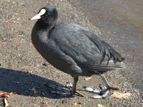 DSC_1707.JPG