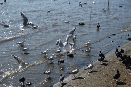 DSC_1712.JPG