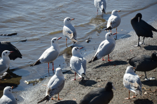 DSC_1713.JPG