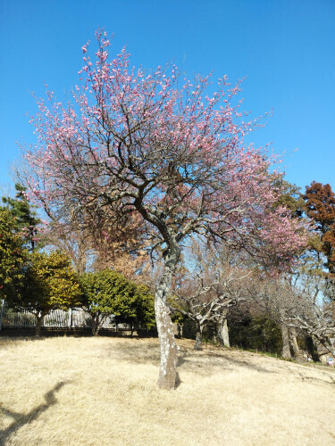 DSC_2015.JPG