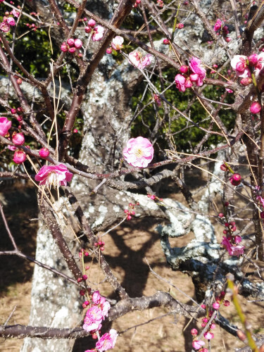 DSC_2018.JPG